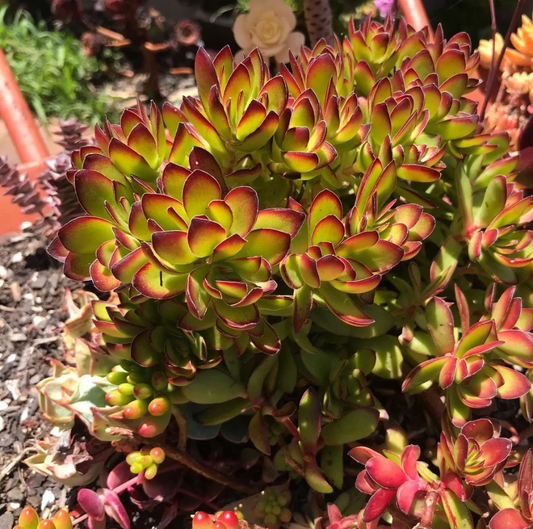 Crassula rubricaulis ‘Butterfly Bush’ Succulent – Live 2" Plant for Pots & Garden – Hardy Decorative Foliage