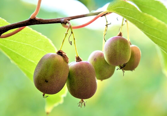 Hardy Arctic Kiwi Cuttings – 6 Anna FEMALE Actinidia arguta Seedless Vine Cuttings for Propagation