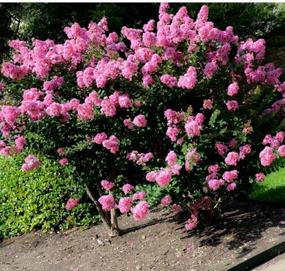 Crepe Myrtle Cuttings – 7 Fresh Branch Cuttings for Rooting, Fast-Growing Lagerstroemia Starter Wood for Garden Shrubs & Trees