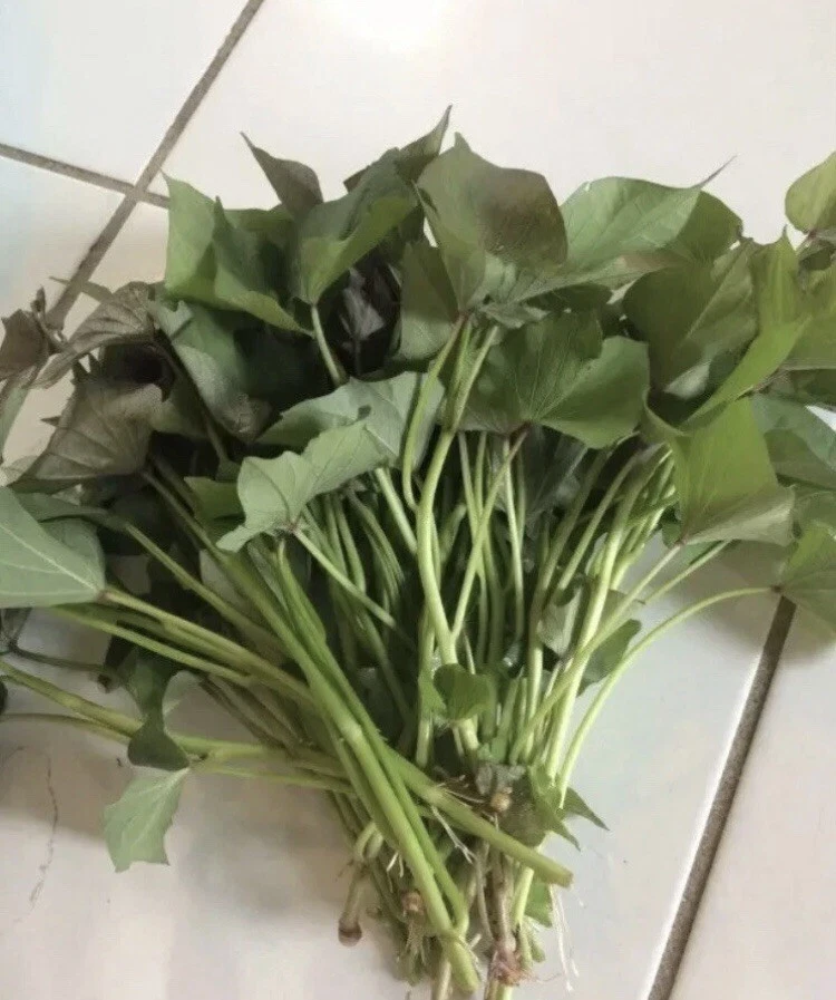 Beauregard Sweet Potato Slips for Planting – 15 Ipomoea batatas Cuttings, Garden Plant Starts