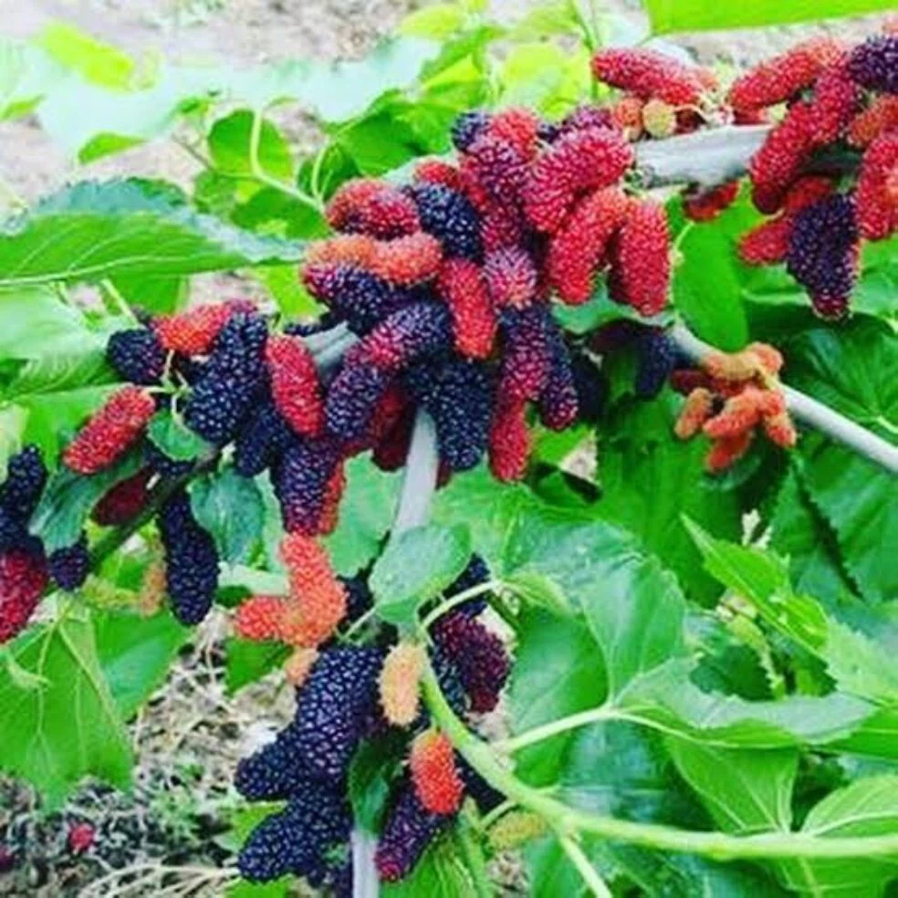 Illinois Everbearing Mulberry Cuttings – 6 Scion Wood Stems for Rooting or Grafting, 6–10 Inch Fruit Tree Cuttings