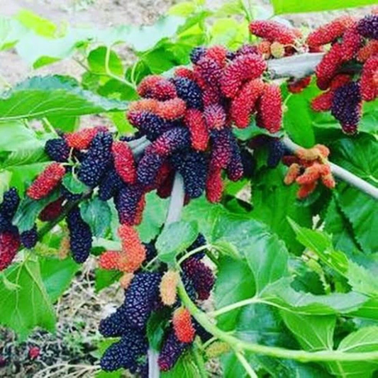 Illinois Everbearing Mulberry Cuttings – 6 Scion Wood Stems for Rooting or Grafting, 6–10 Inch Fruit Tree Cuttings