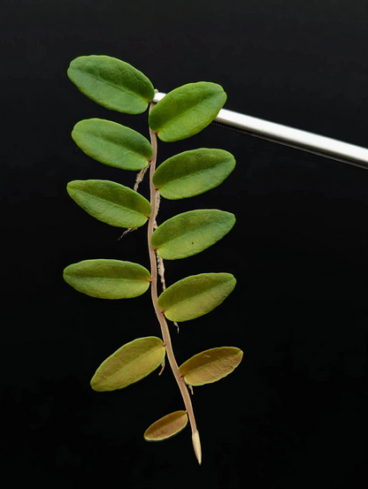 Marcgravia Aff Coriacea Terrarium Plant Cutting – 10 Leaf Tropical Shingling Vine for Vivarium Growing