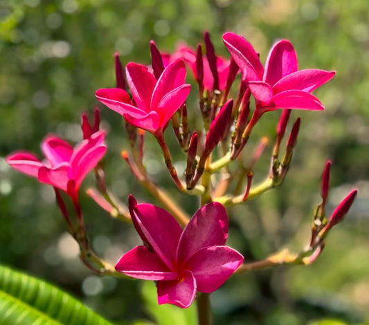 Pink Plumeria Cutting – 6–8" Frangipani Stem, Hawaiian Tropical Flowering Plumeria for Growing & Rooting
