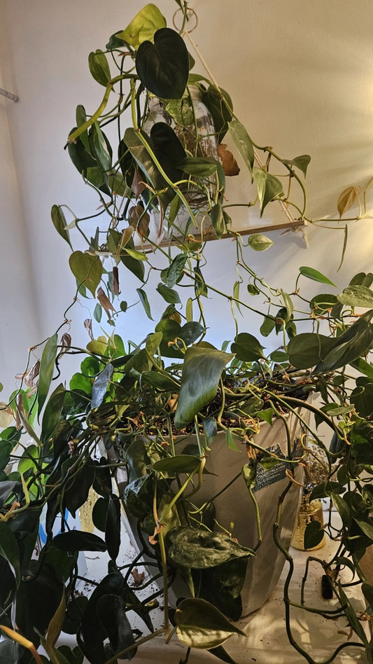 Pothos Plant Cuttings – Live Epipremnum aureum Cuttings, Green Trailing Houseplant for Indoor Growing