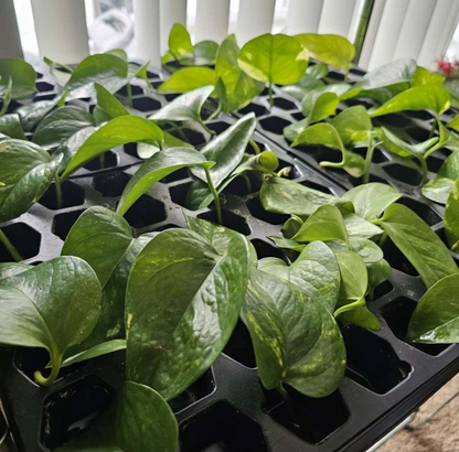 Golden Pothos Cuttings – 3 Live Clippings Ready to Root in Soil – Easy Indoor Houseplant Starter