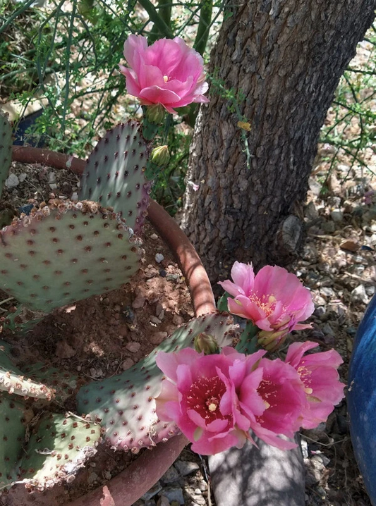 Beaverita Cactus Pad Cutting – Opuntia basilaris × Santa Rita Hybrid, 1 Unrooted Prickly Pear Pad