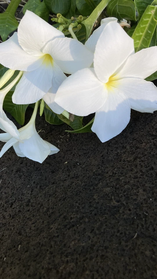 Plumeria pudica Fiddle Leaf – 5 Live Cuttings, Hawaiian White Plumeria, Fast-Growing Tropical Frangipani for Indoor or Outdoor Garden