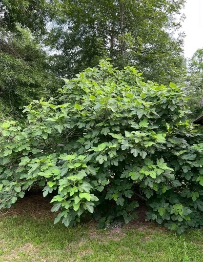 Kadota Fig Tree Cutting for Planting – 1 Fresh Unrooted Ficus Carica Stem, Cold Hardy Variety