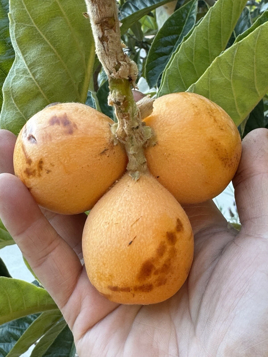 Peluche Loquat Scions – 2 Fresh Cuttings for Grafting, Rare Extra-Large Fruit Variety, Eriobotrya japonica Elite Cultivar