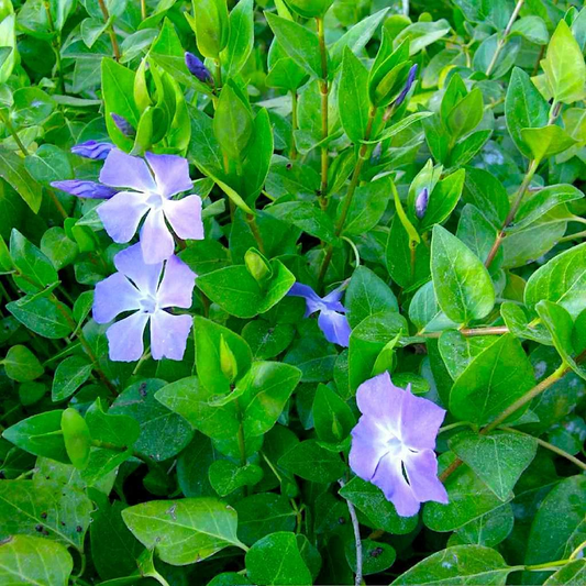 Vinca Major Periwinkle Rooted Cuttings – 10 Live Groundcover Plants 5–10 Inches Long for Garden Use