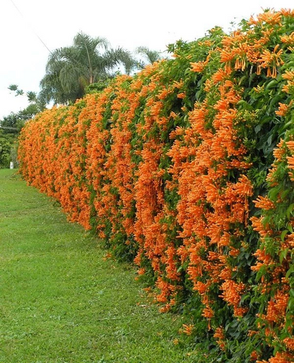 Florida Flame Vine Live Rooted Starter Plant – Phryostegia venusta Flowering Vine for Outdoor Growing