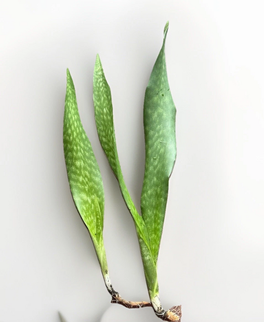 Snake Plant Rooted Set – Live Sansevieria Plants – Healthy Starters Ready to Plant