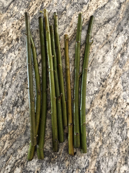 Austree Hybrid Willow Cuttings – 60 Live Willow Cuttings for Planting, Salix Hybrid Tree Variety