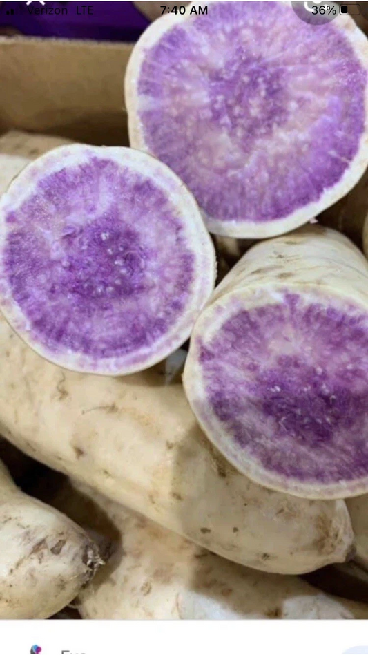 Okinawa Purple Sweet Potato Slips – 15 Organic Cuttings | Ipomoea batatas Starts | Ready for Planting Garden Vegetables