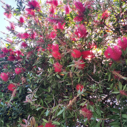 Crimson Bottlebrush Cuttings – 6 Callistemon Citrinus Cuttings 4–6 Inch, Red Flowering Tree Vine Starts for Rooting