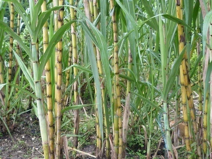 Sugarcane Rooted Cuttings – 5 Live Sugar Cane Plants for Planting, Saccharum Officinarum
