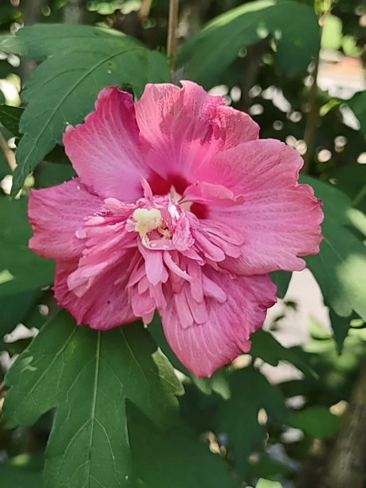 Rose of Sharon ‘Freedom’ Cuttings – Double Pink Hibiscus syriacus, 6–10" Unrooted Stems for Garden Shrub Propagation
