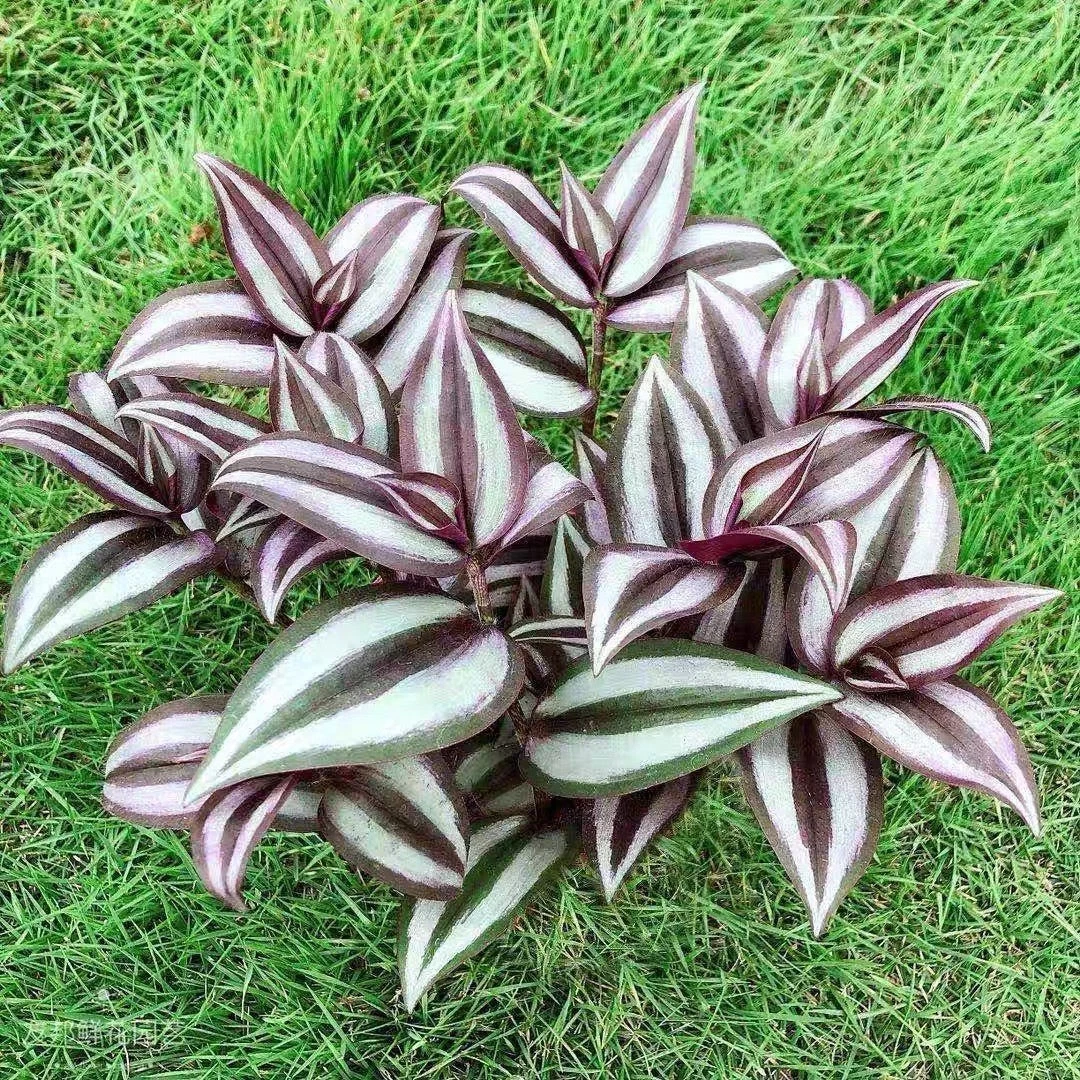 Tradescantia Zebrina Rooted Cuttings – 15 Live Wandering Jew Plants, Purple Green Foliage, Indoor Houseplant