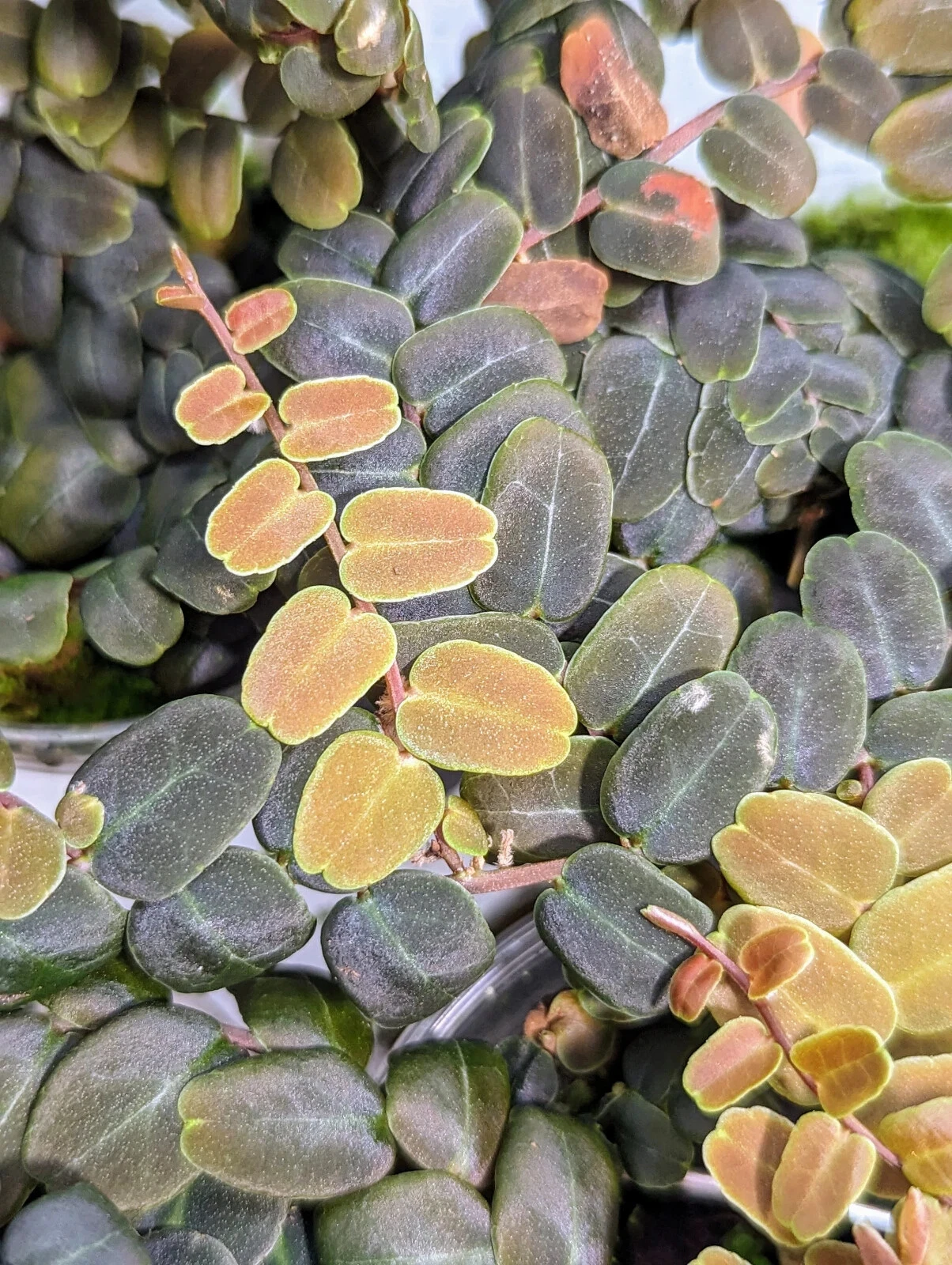 Marcgravia sp. Coriacea “Melon” – 10-Leaf Shingling Vine Cutting – Live Terrarium Plant Starter
