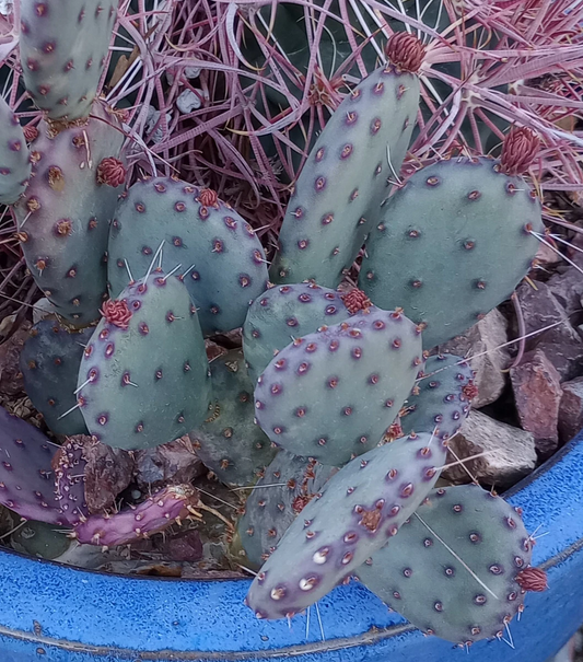 Opuntia gosseliniana Santa Rita – 1 Purple Prickly Pear Pad, Cold Hardy Cactus Start, Arizona Purple Opuntia Live Pad Cutting