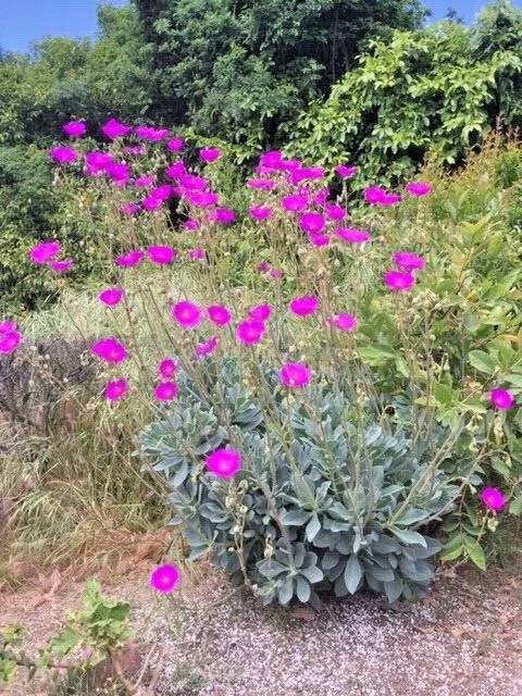 Rock Purslane Cuttings – 6 Live Calandrinia spectabilis Cuttings, Magenta Purple Flowering Plant for Planting