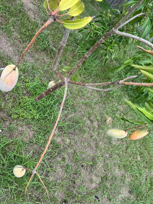 Mahachanok Mango Cutting – Unrooted Stem for Grafting or Rooting, Premium Mangifera Indica Thai Variety for Warm Climate Gardens