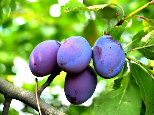Damson Blue Plum Cuttings – 10 Unrooted Prunus domestica Stems for Propagation, Heirloom Fruit Tree Variety