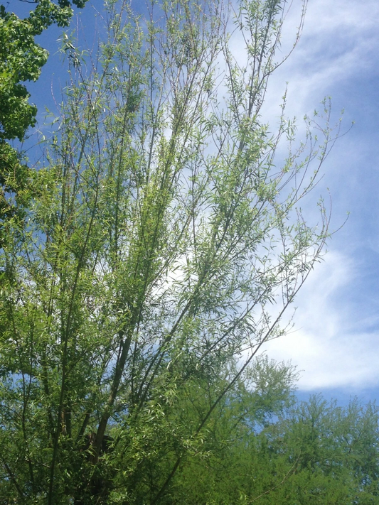 Willow Tree Live Cuttings – 18 Fresh Salix Stems for Planting, 5–8 Inch Length, Outdoor Growing Cuttings