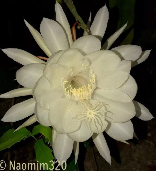 Night Blooming Cereus “Queen of the Night” – 3 Live Epiphyllum Plants, Easy-Grow Tropical Cactus Cuttings/Starts