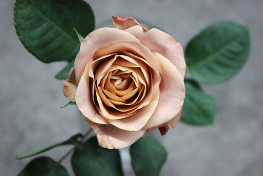 Cappuccino Rose Cuttings – 3 Unrooted Stems for Rooting or Grafting, Rare Brown-Blush Rose Variety