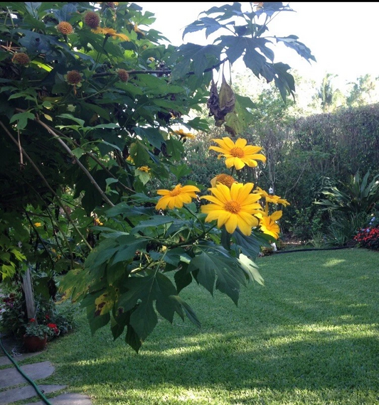 Mexican Sunflower Cuttings – 12 Tithonia Diversifolia Unrooted Perennial Cuttings for Planting