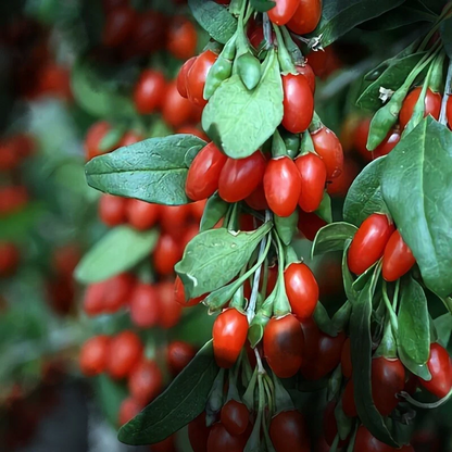 Organic Goji Berry Cuttings – 20 Fresh Unrooted Cuttings From Mature Plants for Rooting and Growing