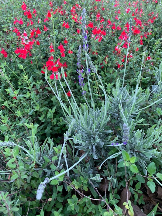 Lavender & Red Autumn Sage Cuttings – 2 Live Butterfly Bush Combo, Organic Garden Starter Plants for Pollinators & Borders