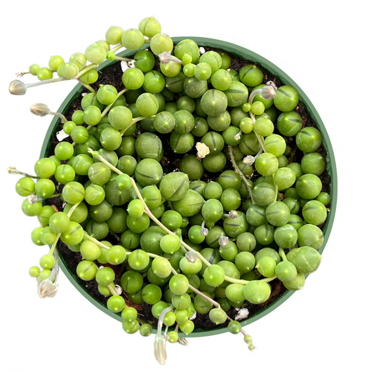 String of Pearls Plant – Fully Rooted Senecio rowleyanus in 4in Pot, Trailing Succulent for Indoor Decor