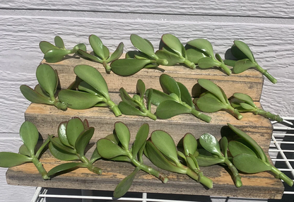 Jade Plant Cuttings – 18 Crassula Ovata Cuttings in Mixed 2–4 Inch Sizes – Live Succulent Stems for Rooting