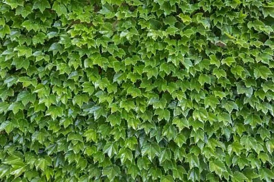 Boston Ivy Cuttings – 10 Fresh Unrooted Cuttings, Parthenocissus tricuspidata, 6–8 Inch Length for Planting