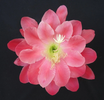 Epiphyllum Olympiad Orchid Cactus Cuttings for Planting – Unrooted Night Blooming Cactus Stems