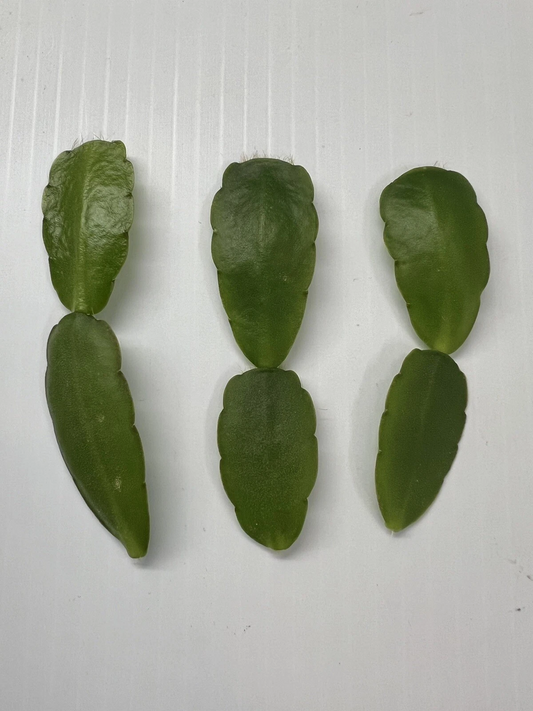 White Easter Cactus Cuttings – 3 Live Rhipsalidopsis/Hatiora Pieces, Spring Sunrise Variety, Easy-Rooting Houseplant for Indoor Growing