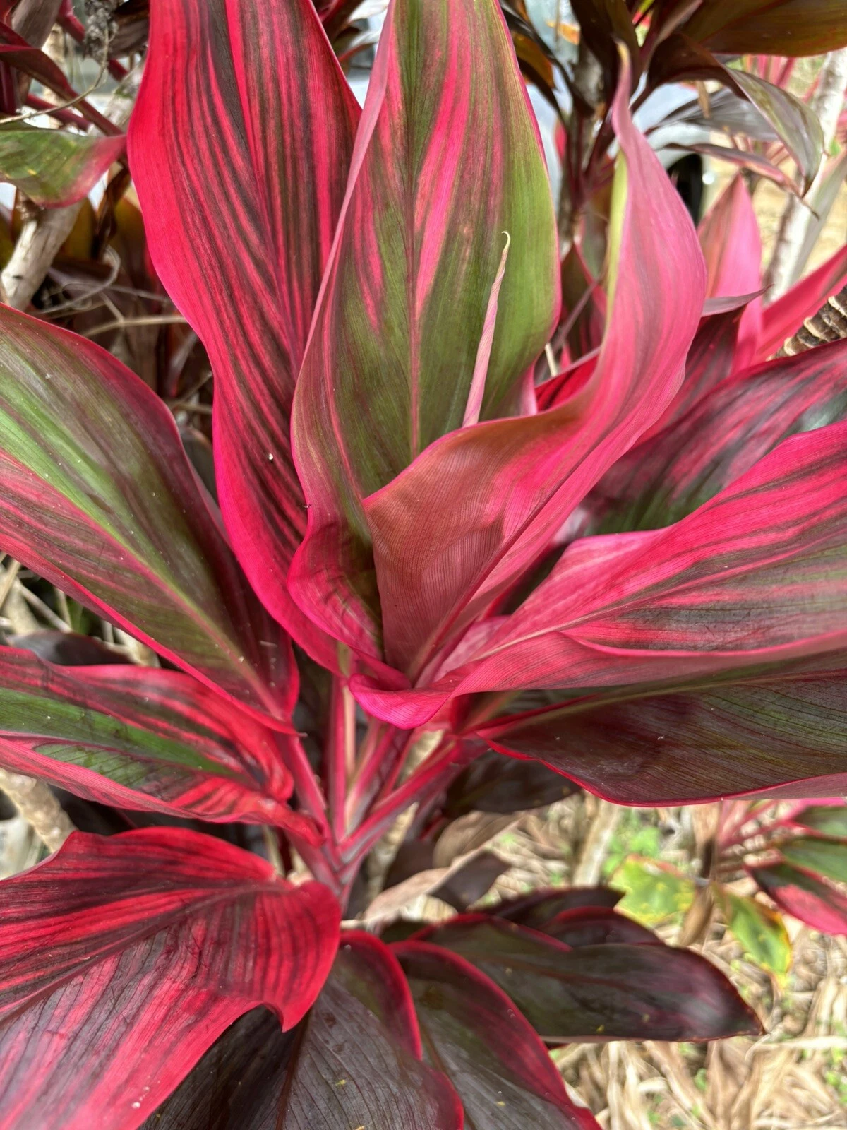Hawaiian Ti Leaf Cuttings – 25 Fresh 6" Starter Logs, Green Pink Red Hybrid Cordyline for Tropical Landscapes & Potted Displays