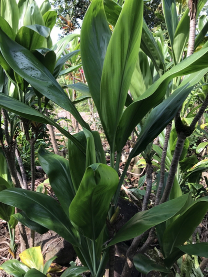 Hawaiian Green Ti Leaf Fresh Cuttings – Cordyline fruticosa Starter Logs, 6 Unrooted Cuttings 6 Inches Long