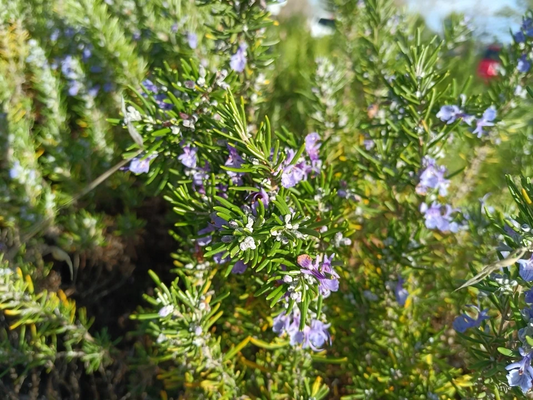 Organic Rosemary Cuttings 12pcs | Live 10” Herb Stems | Fresh USA-Grown Rosemary for Planting | Fast Rooting Culinary Herb
