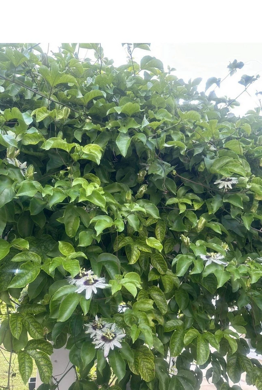 Passion Fruit Vine Cuttings for Planting – 10 Fresh Passiflora Edulis Stems, 8–10 Inch Unrooted Cuttings