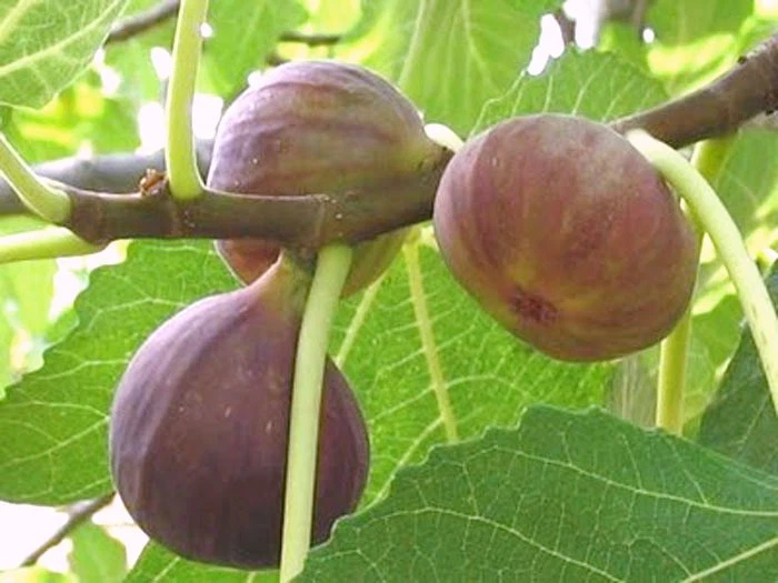 Brown Turkey Fig Cuttings – 3 Live Extra-Large Ficus carica Cuttings for Rooting, Sweet Fruit Fig Tree Starter Wood