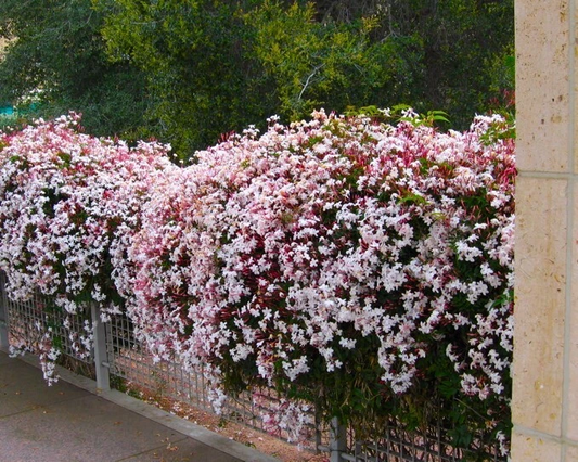 Pink Jasmine Live Plant – Jasminum polyanthum Starter, Rooted Vine, Fast-Growing Climbing Plant with Sweet Fragrant Blooms