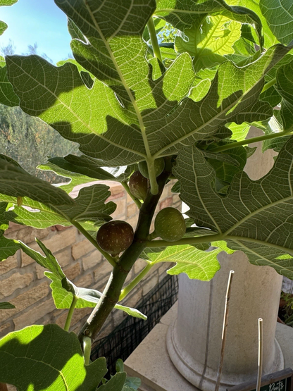 Little Ruby Fig Cutting – 1 Fresh Unrooted Ficus carica Stem for Propagation – Compact Dwarf Fig Variety