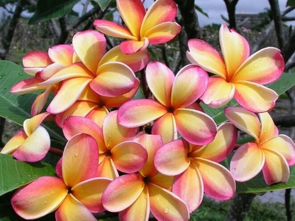 Rainbow Plumeria Cuttings – 3 Unrooted Frangipani Stems, 8–14 Inches for Planting