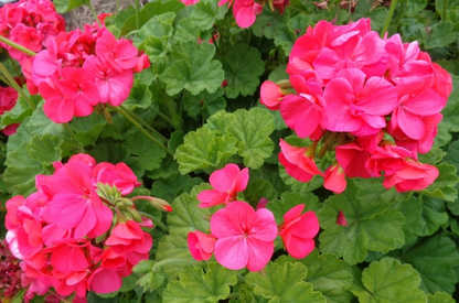 5 Red-Orange Geranium Cuttings – Fresh 6 Inch Unrooted Pelargonium Stems – Hardy Fragrant Flower Starter Cuttings