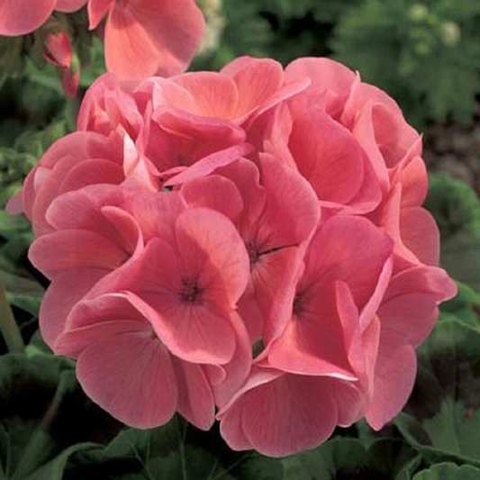 Ivy Geranium Cuttings Assorted Colors – 8 Fresh Pelargonium Peltatum Cuttings for Rooting, Trailing Geranium Plant