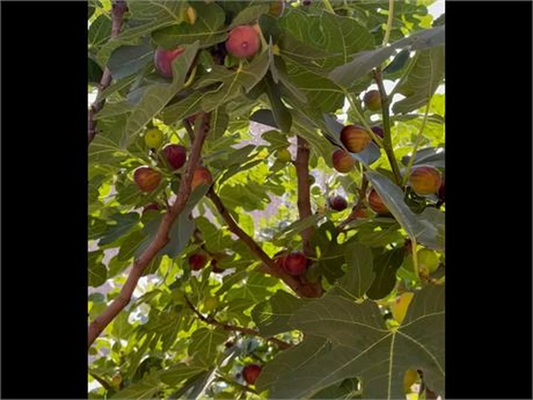 Hardy Chicago Fig Cuttings Bulk Lot, 20 Live Fig Tree Cuttings for Planting